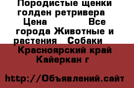 Породистые щенки голден ретривера › Цена ­ 25 000 - Все города Животные и растения » Собаки   . Красноярский край,Кайеркан г.